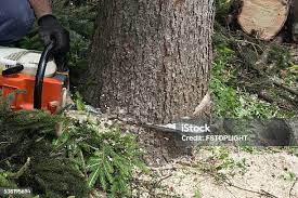 How Our Tree Care Process Works  in  Oakley, UT