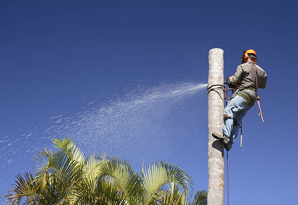  Oakley, UT Tree Services Pros